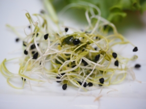alfalfa-sprouts-1522076_1920