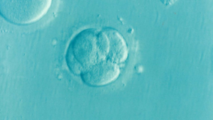 embryo-1514192_1280